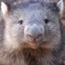 wombat.jpg